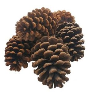 11-12cm EXTRA LARGE PINE CONES X 6pcs